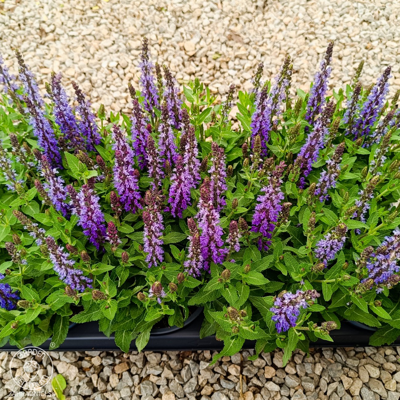 Obrázok Veronika špicatá (Veronica spicata) ‘ANNIVERSARY BLUE’ - kont. C1L